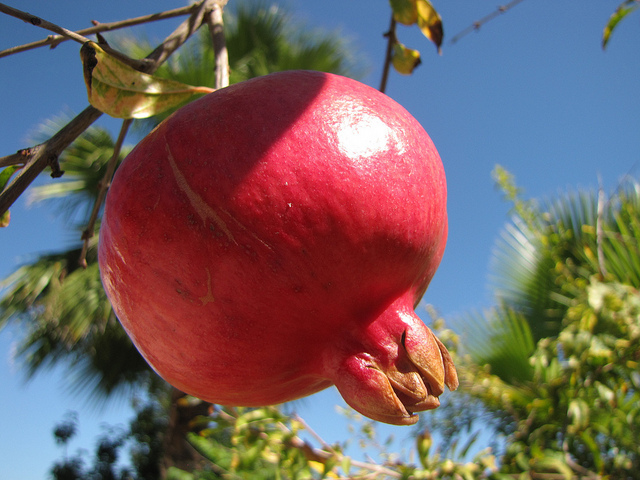 Pomegranates are a natural aphrodisiac
