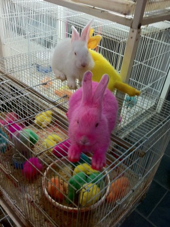 biodiversity, animal cruelty, Middle East