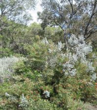Israel’s Ramot Menashe Woodland New UNESCO Biosphere Reserve