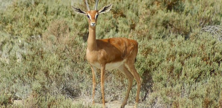 800px-Gazelle_Nepenthes.jpg