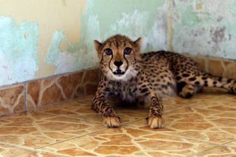 Wild Animal “Pets” Still Commonplace in the Gulf
