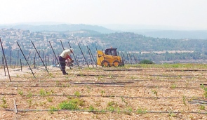 Judean Hills Wineries