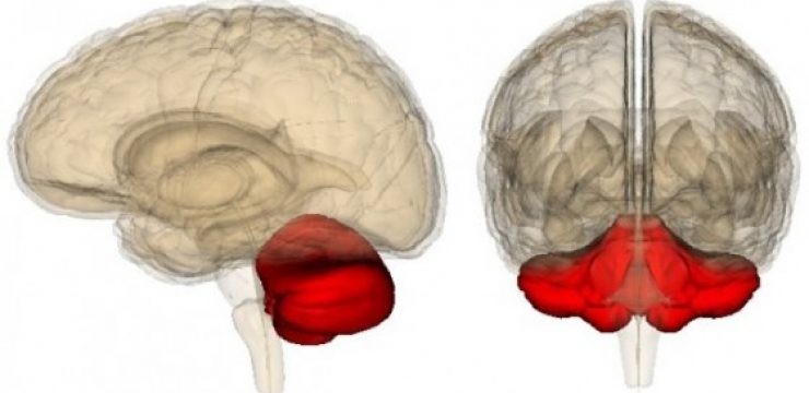 cerebellum-humans.jpg