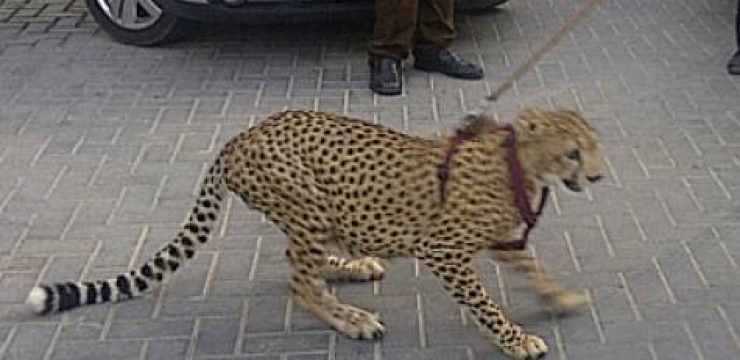 gulf-news-cheetah.jpg