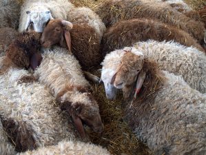 Spend Sukkot Learning How to Eat the Ancient Way at Bel Ofri in the Golan