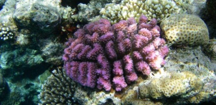 purple-coral-photo_1089853-770tall.jpg