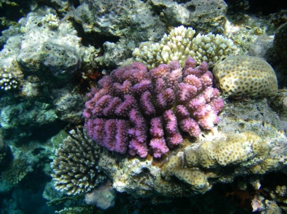 coral, red sea, global warming, climate change, rising temperatures