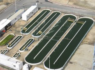 Seambiotic Makes Algae for Food and Biofuel Seambiotic Makes Algae for Food and Biofuel