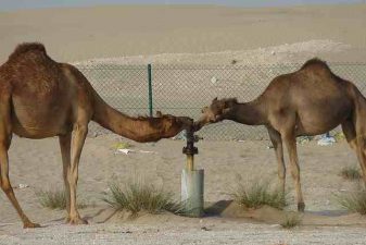 Demand For Water To Double By 2030 In UAE