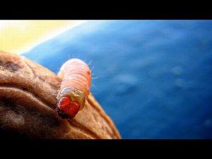 Moth-Free Pantry With Safe Insect Repellent