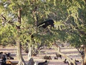 Top wildlife destinations in North Africa