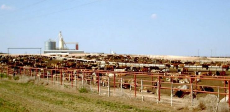 800px-Feedlot-1.jpg