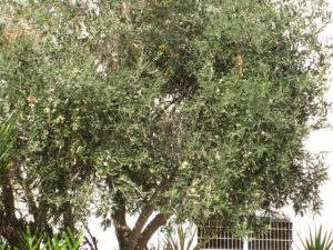 Preserving olives the natural, fermented way