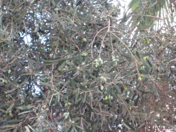 olives israel