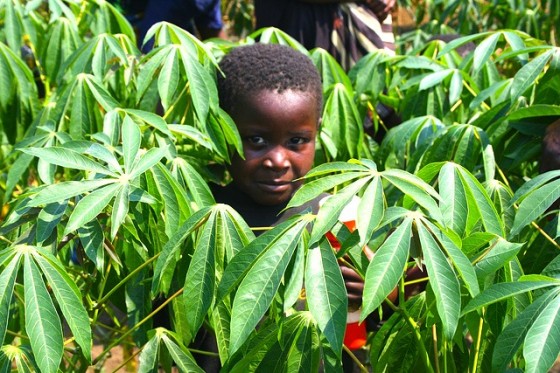 agriculture, land grabs, organic agriculture, slow food movement, sustainable agriculture, population