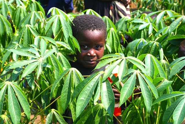 agriculture, land grabs, organic agriculture, slow food movement, sustainable agriculture, population