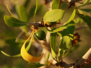 Argan Oil: Expert Estimates About 20,000 Trees in Israel