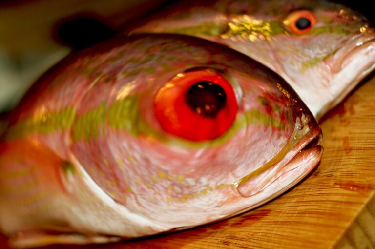 Israeli Gov’t Denies Eye-Popping Disease that Kills Sacred Sea of Galilee Fish