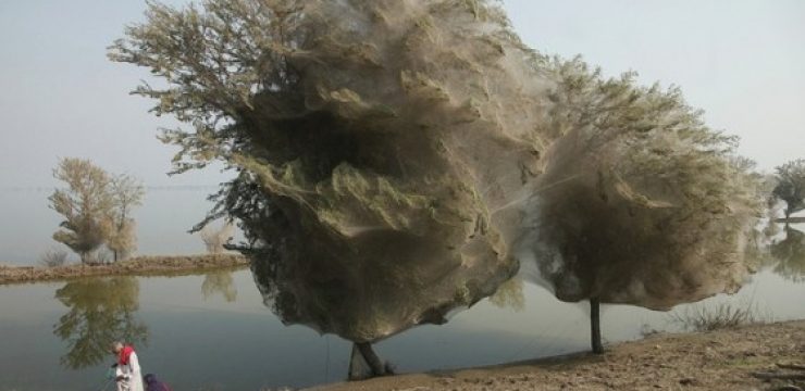 pakistan-flood-spiders.jpg