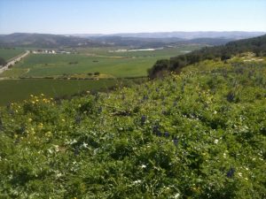 Ex-Shell Scientist Insists Israeli Oil Shale Is Still A Possibility