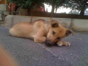 Abu Dhabi Neuters and Chips 5,000 Stray Cats and Dogs