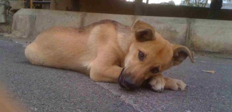 stray-lebanon-animals-dog-560x420.jpg