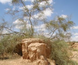 Salt Cedars are Carbon Sinks in the Desert