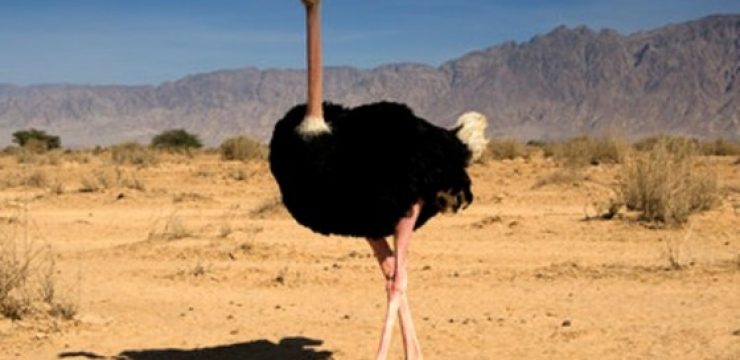 Common-ostrich-at-Hai-Bar.jpg