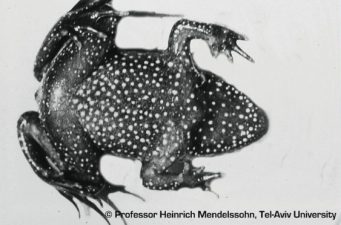Extinct Hula Painted Frog Hops Back to Life
