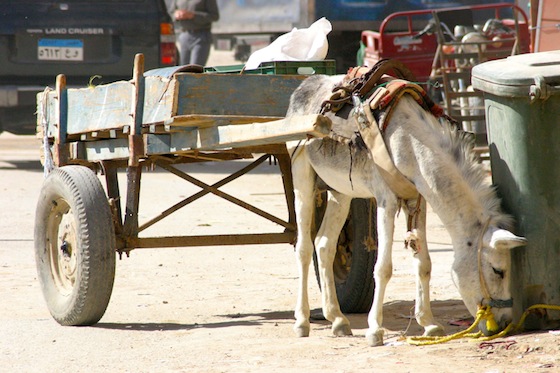 eco-tourism, green building, siwa, oasis, egypt, desert, water shortages, sustainable agriculture, sustainable tourism