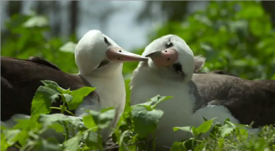 Video of the Midway Atoll: Plastic Travels. Plastic Kills.