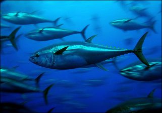 New Electronic Monitoring Device Could Foil Bluefin Tuna Exploits