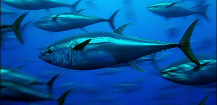 bluefin-tuna_greenpeace.jpg