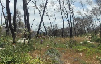 After the Fire: Israel’s Carmel Forest Doesn’t Need Our Help