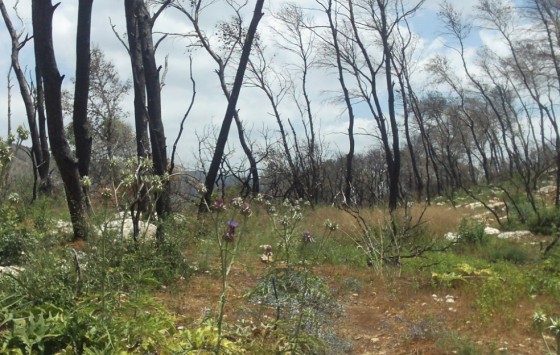 israel fire regrowth