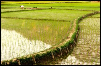 New Superpower Rice MAS-26 Could Save the Middle East