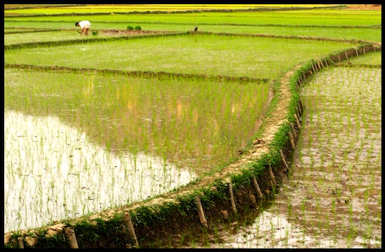 agriculture, food and health, Middle East, water shortages, rice