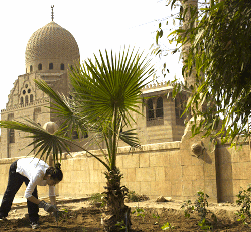 urban agriculture, food and health, cairo, egypt, city of the dead, liveinslums, urban farming