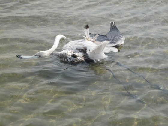 Crazy Kuwaiti Yahoos Kill 12 Flamingos with Shotguns animal conservation, wildlife conservation, animal abuse, middle east, kuwait, flamingos,