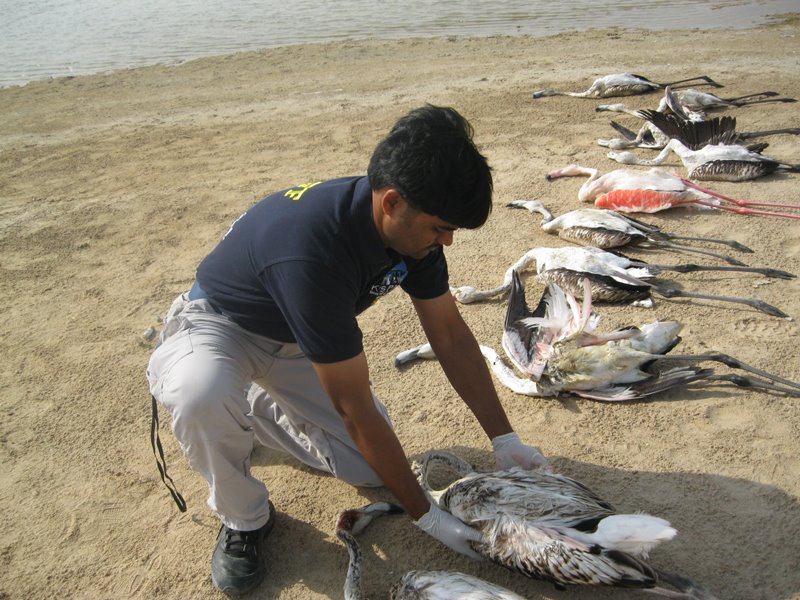 animal conservation, wildlife conservation, animal abuse, middle east, kuwait, flamingos,