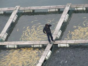 UN Says Aquaculture Could Solve Fish Collapse
