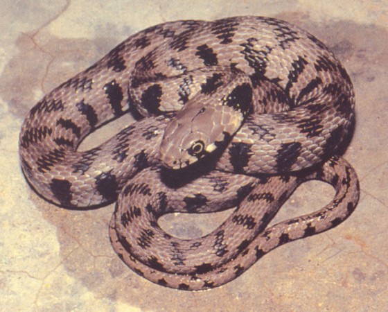 cyprus snake