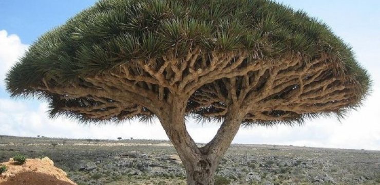 socotra-tree-yemen.jpg
