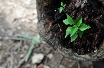 Recycling Plants and Paying the Green Forward