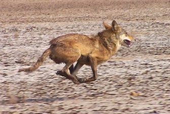 Only Two Countries in the Middle East Protect Wolves