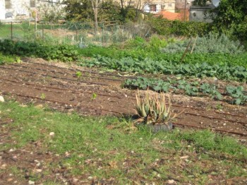 beit oren green kibbutz, forest fire Carmel fire, Israel