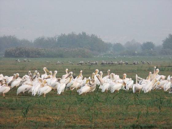 image-pelicans-hula-lake