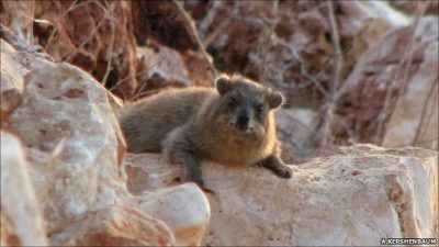 Biblical Hyrax Is Now A Pest