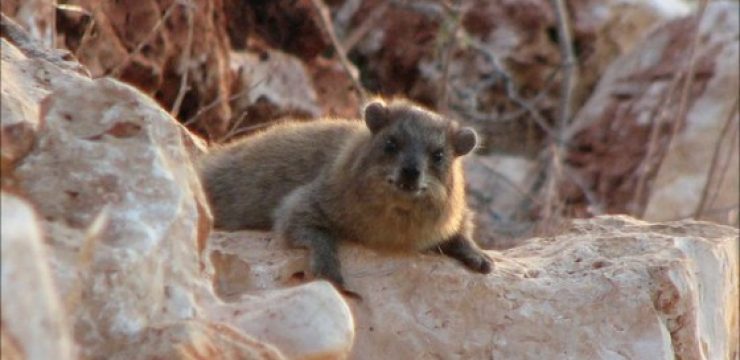Hyrax-or-Chiffon-Sela.jpg