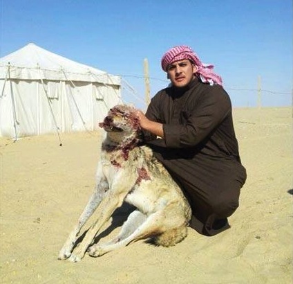 animal conservation, poaching, hunting, wolves, middle east